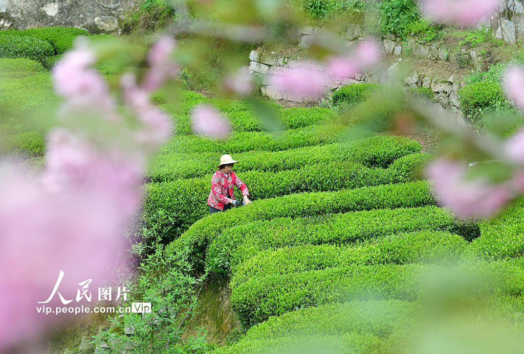 湖北秭归：春茶采摘忙