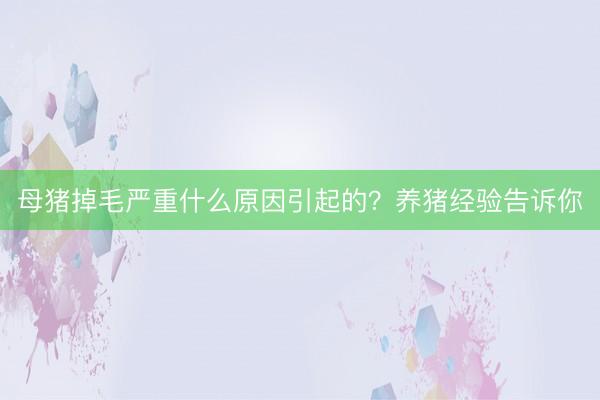母猪掉毛严重什么原因引起的？养猪经验告诉你